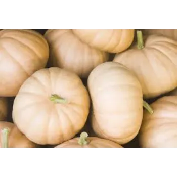 Fresh pumkin (36)-6268506-33833.webp